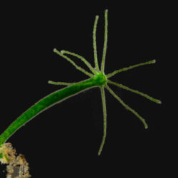 Grüne Hydra - Chlorohydra viridissima (Photosynthese) [auf Anfrage❗]